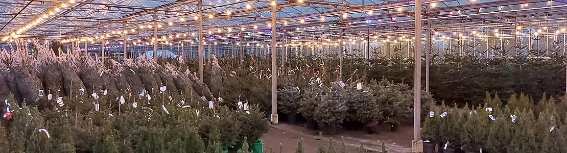 Verkoop locaties van kerstbomen | kerstbomen te koop in Rottum